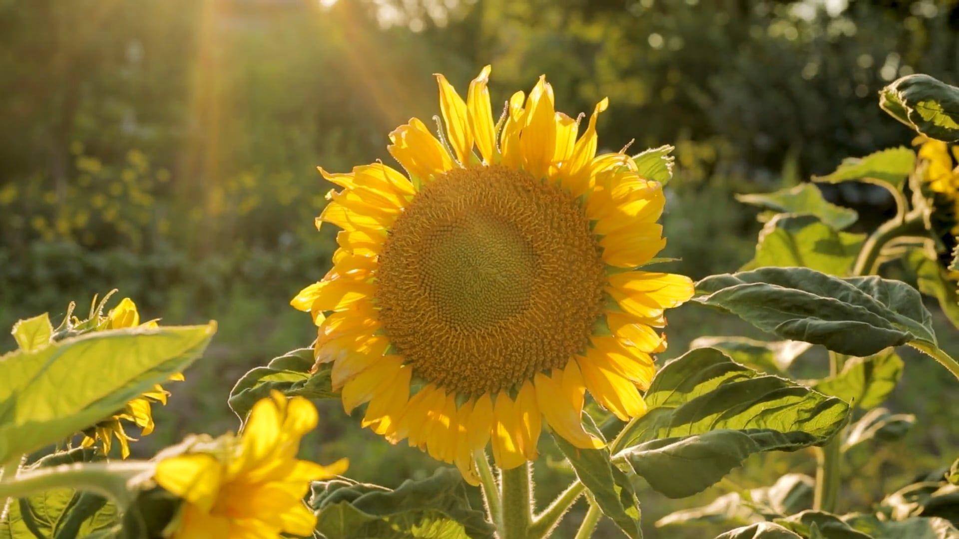 Slow Motion Video of Beautiful Sunflowers in Fields Free Stock Video ...
