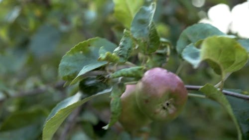 Apple Bearing Tree
