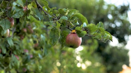 Tree Loaded with Fresh Apples