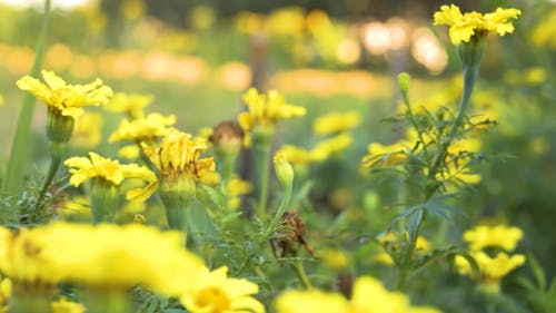 Beautiful Yellow Marigold Flowers in the Garden