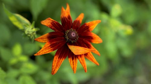 Close Up View of a Flowers