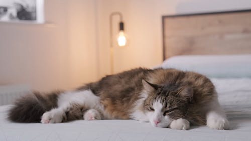 A Lazy Cat on the Bed