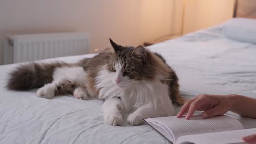 Woman Reading a Book with her Cat Lying Beside
