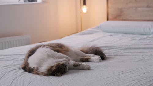 Eine Pelzige Katze, Die Auf Einem Bett Schläft