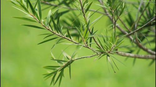 Close-Up View of Swaying Green Leaves