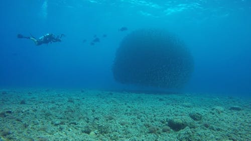 Scuba Divers Exploring Underwater 