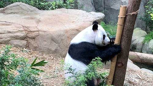 Panda Sitting With Bamboo