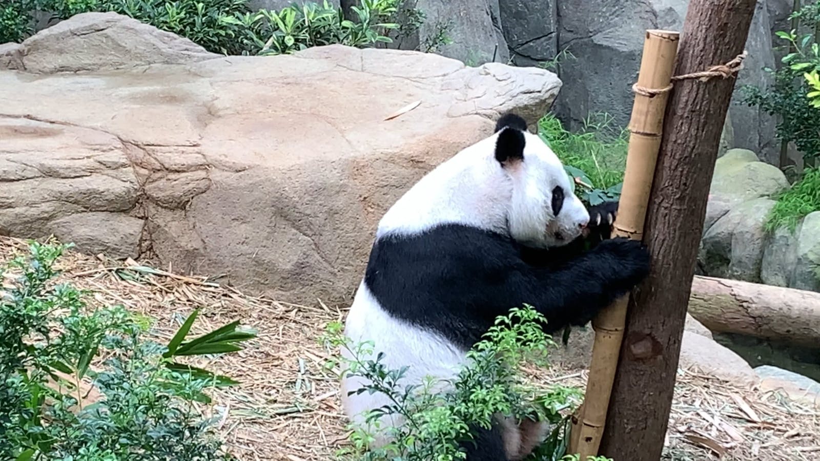 Panda Videos, Download The BEST Free 4k Stock Video Footage & Panda HD ...