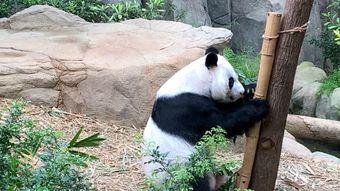 熊猫视频素材视频素材视频素材