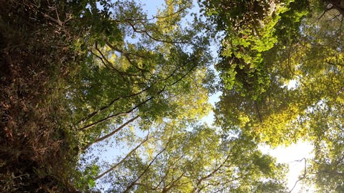 Low Angle View of Beautiful Scenery of Trees