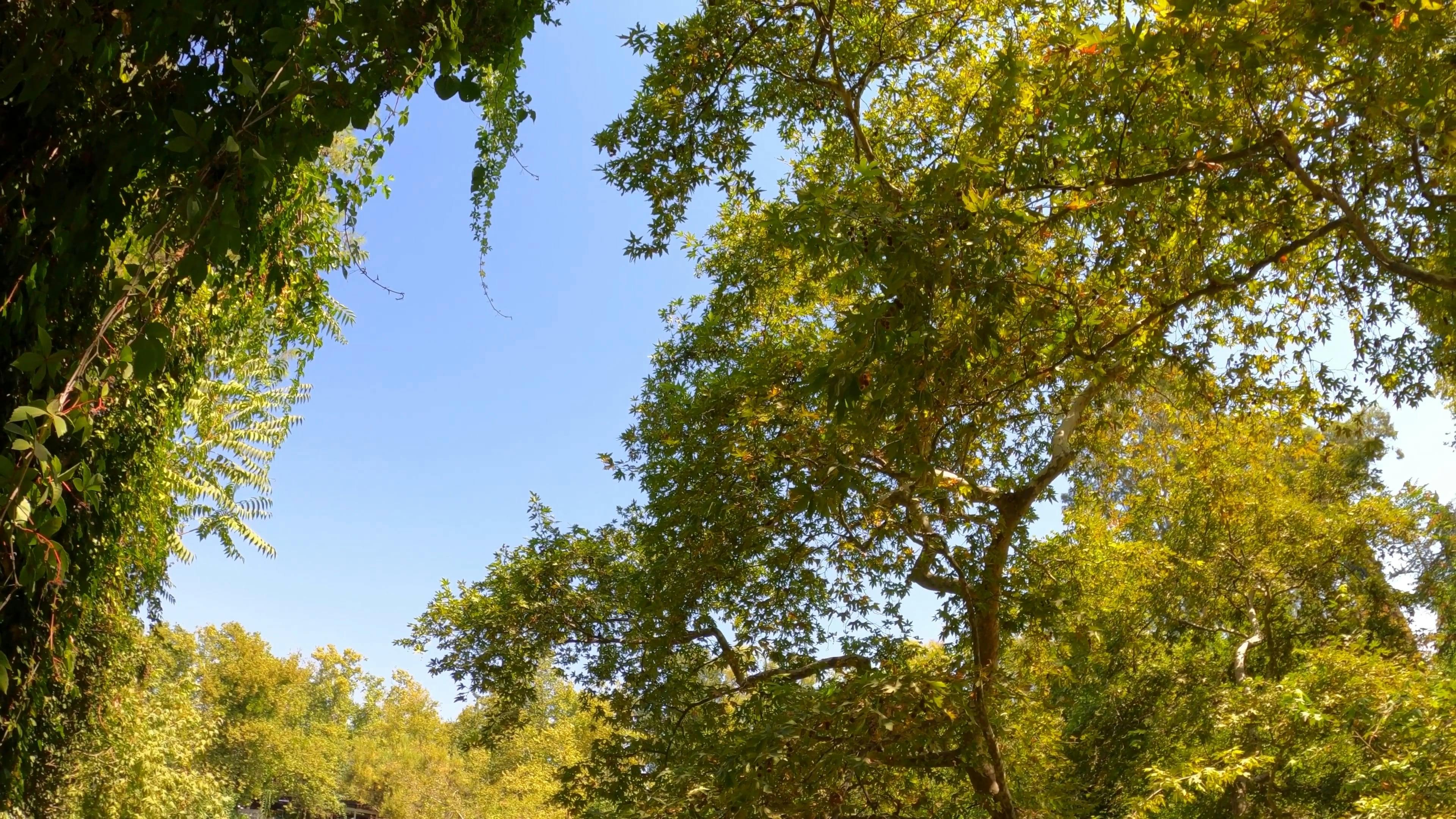 Video by Engin Akyurt