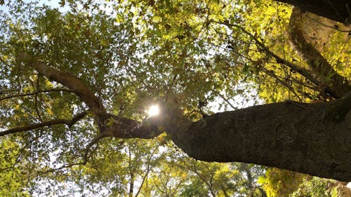 Lush Trees in the Forest