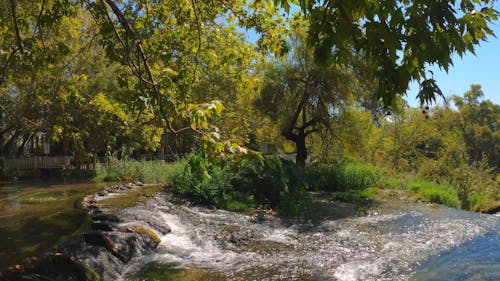 Waterfalls in a Forest