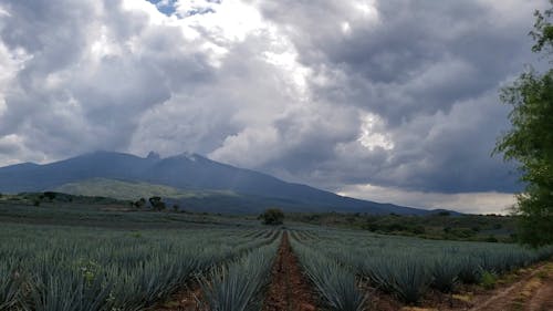 Time Lapse Footage of a Farmland