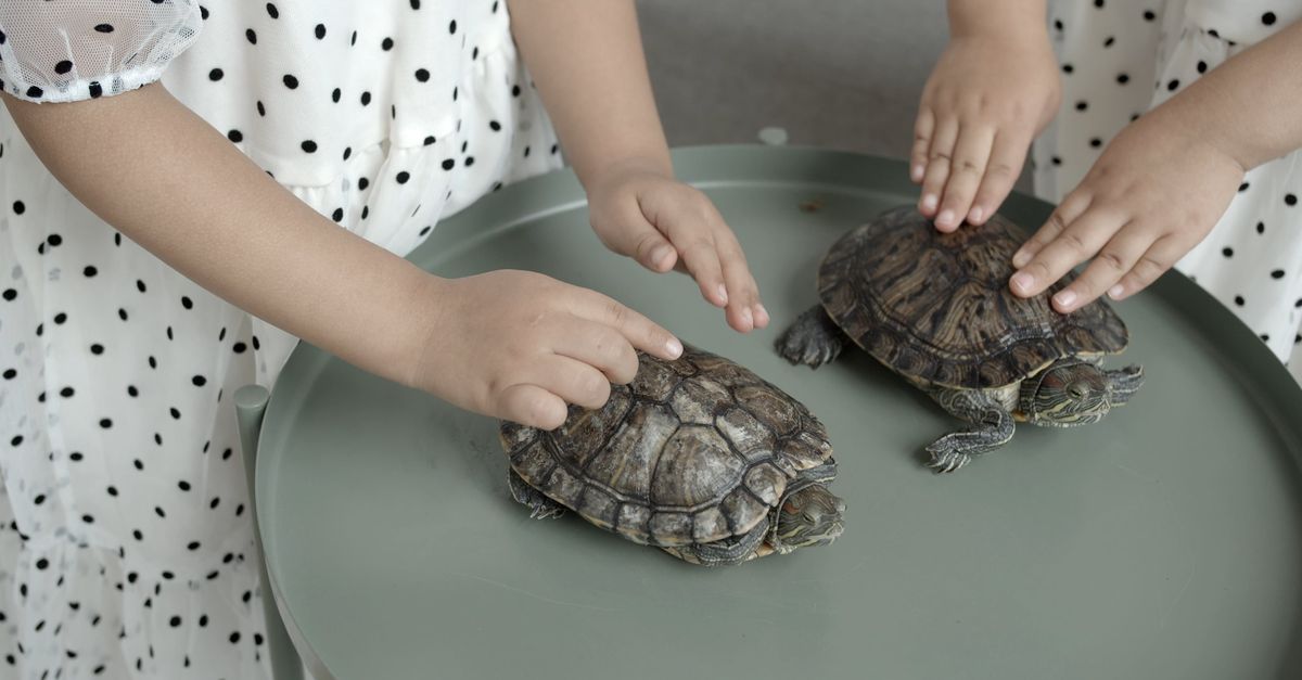 Turtle Touch Little Kids Touching The Turtles Free Stock Video Footage, Royalty-Free ...
