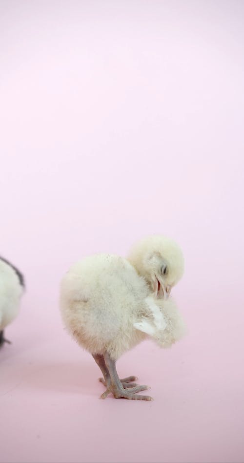 A Cute Chick Against Light Pink Background