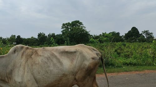 A Farmer with his Cattles