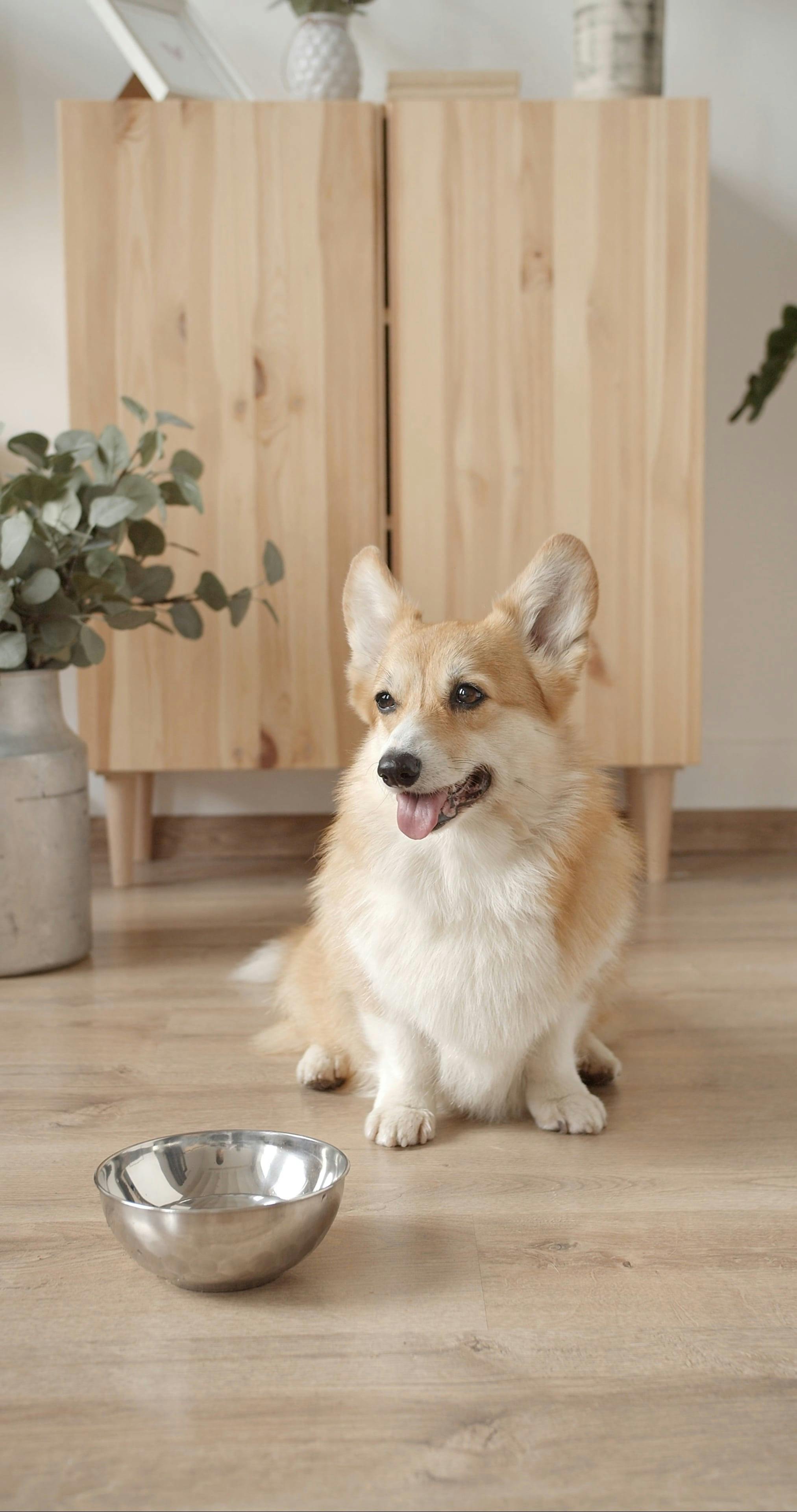 dog-sitting-in-front-of-a-stainless-bowl-free-stock-video