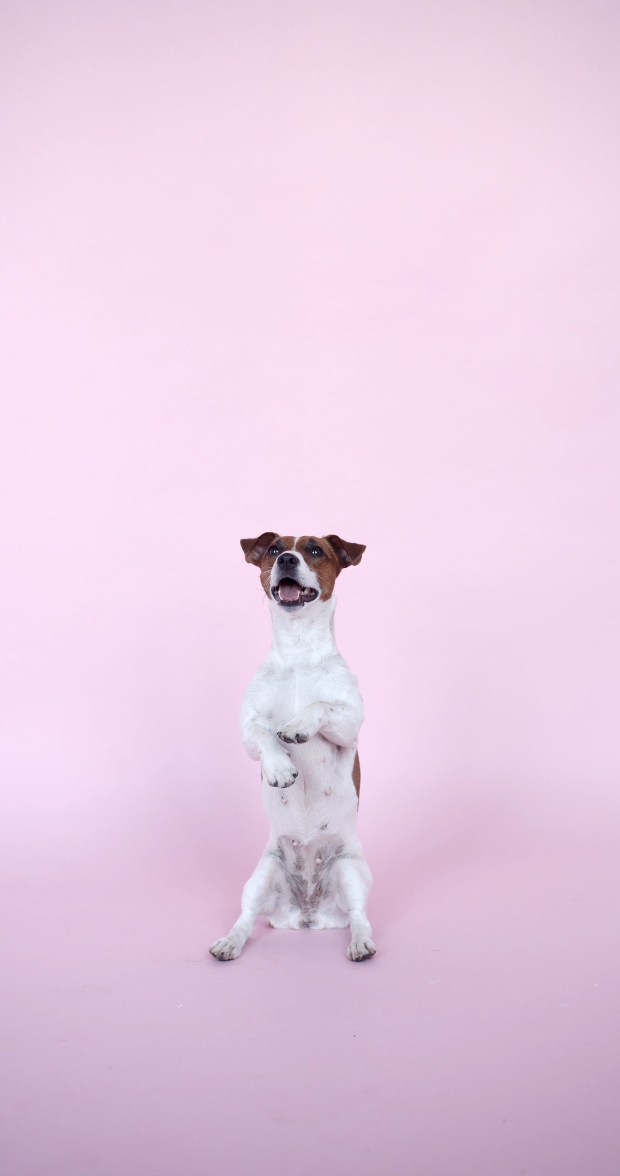v-deos-de-stock-gratuitos-sobre-adorable-animal-canino