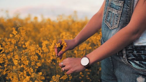 Woman Picking a Canola Flower and Placing it in her Pocket