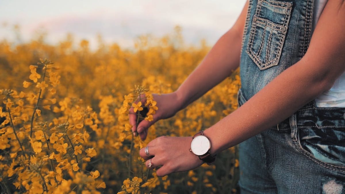 Blowing Marigold Flower Petals on Hand Free Stock Video Footage ...