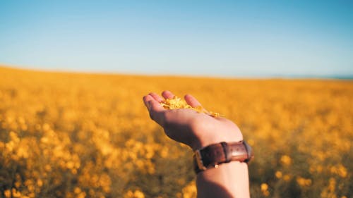 Blowing Marigold Flower Petals on Hand