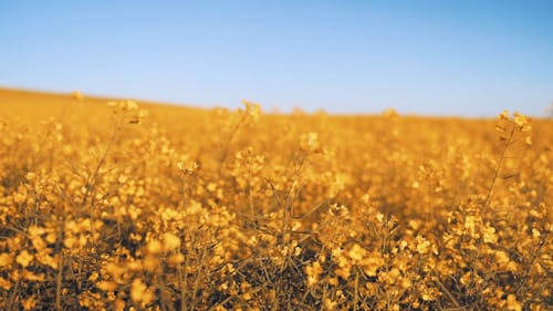 Aerial Video Shot of a Yellow Flowering Field