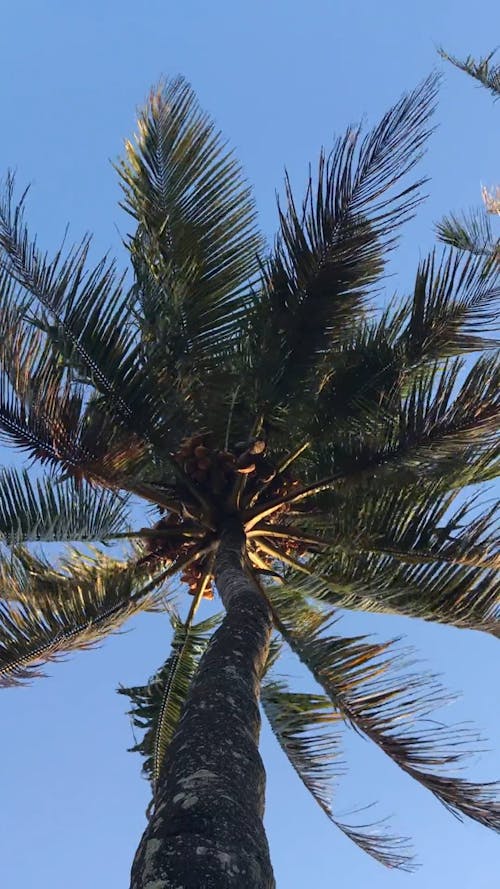 Coconut Tree on a Windy Day