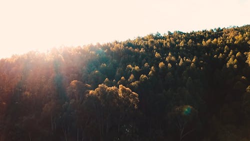 Aerial Drone View of Forest Trees