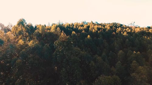 Aerial Drone View of a Mountain Forest