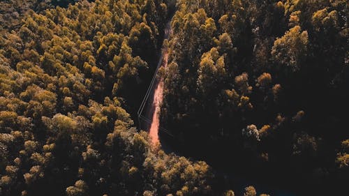 Aerial View of Mountain Forest