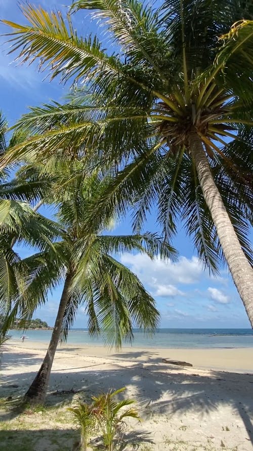 Coconut Tree on the Beach Front