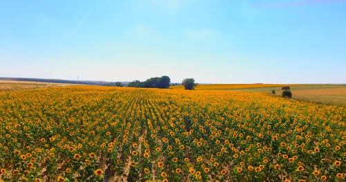 Drone Footage of Sunflower Field Under Blue Sky