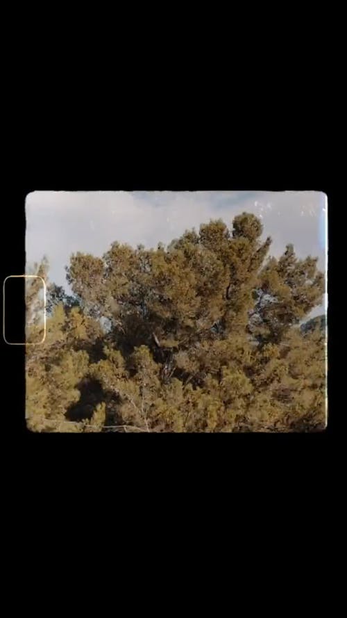 Vintage Footage of Trees and Mountains in a Moving Vehicle