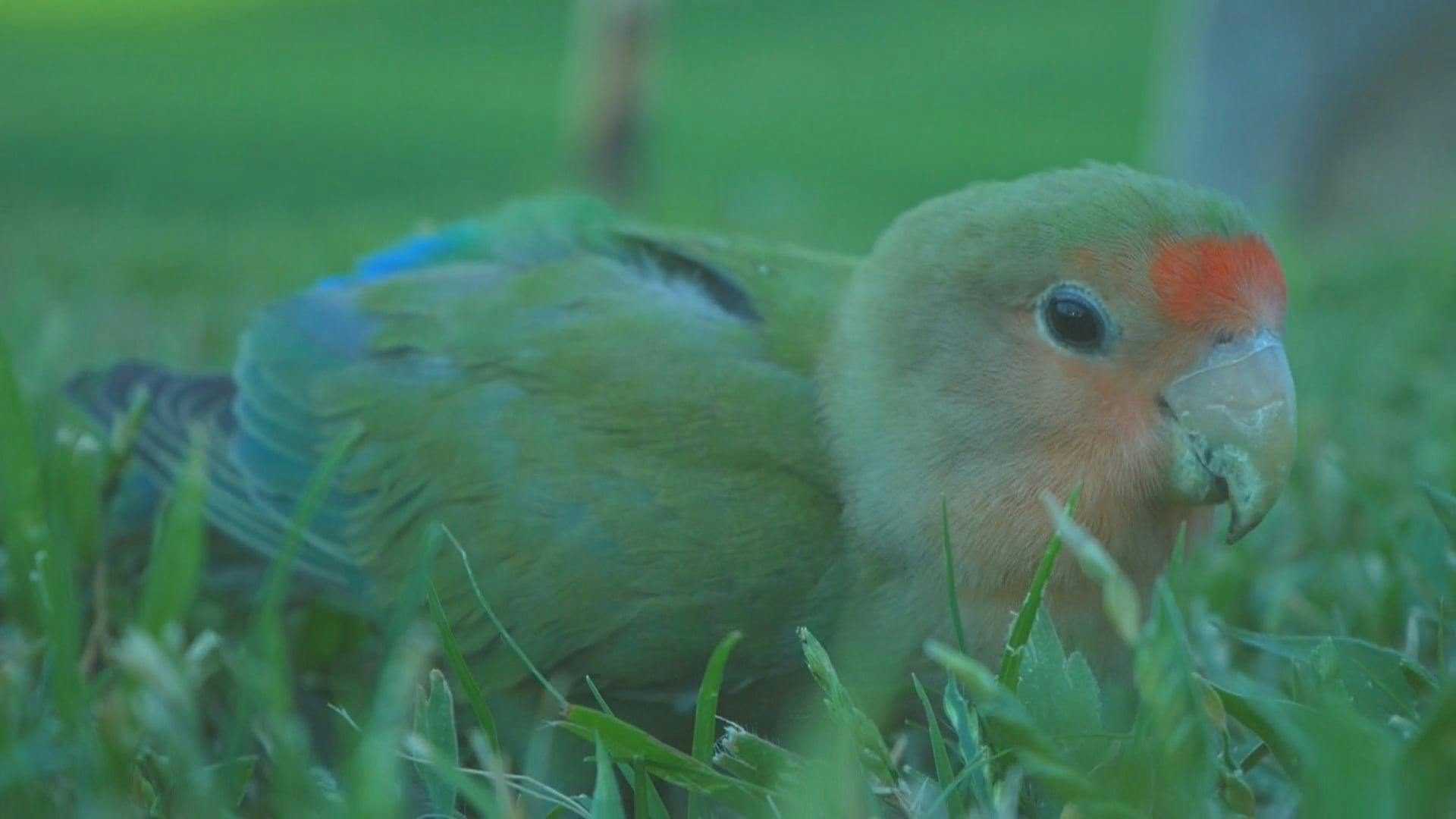 Small Parrot Eating Grains from Green Grass Free Stock Video Footage