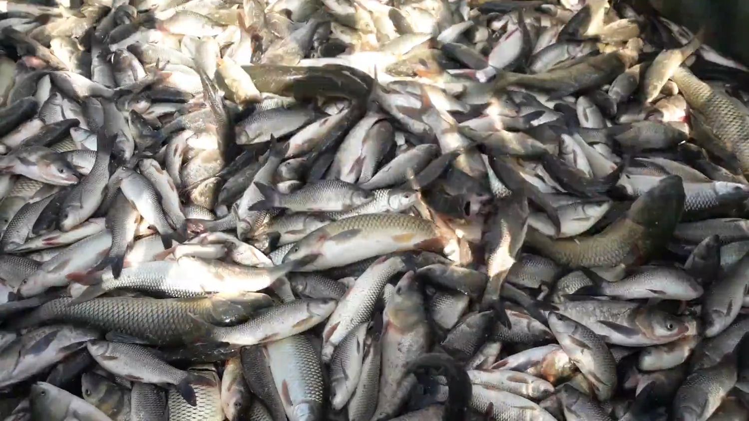 Dead Fish Videos, Download The BEST Free 4k Stock Video Footage & Dead ...