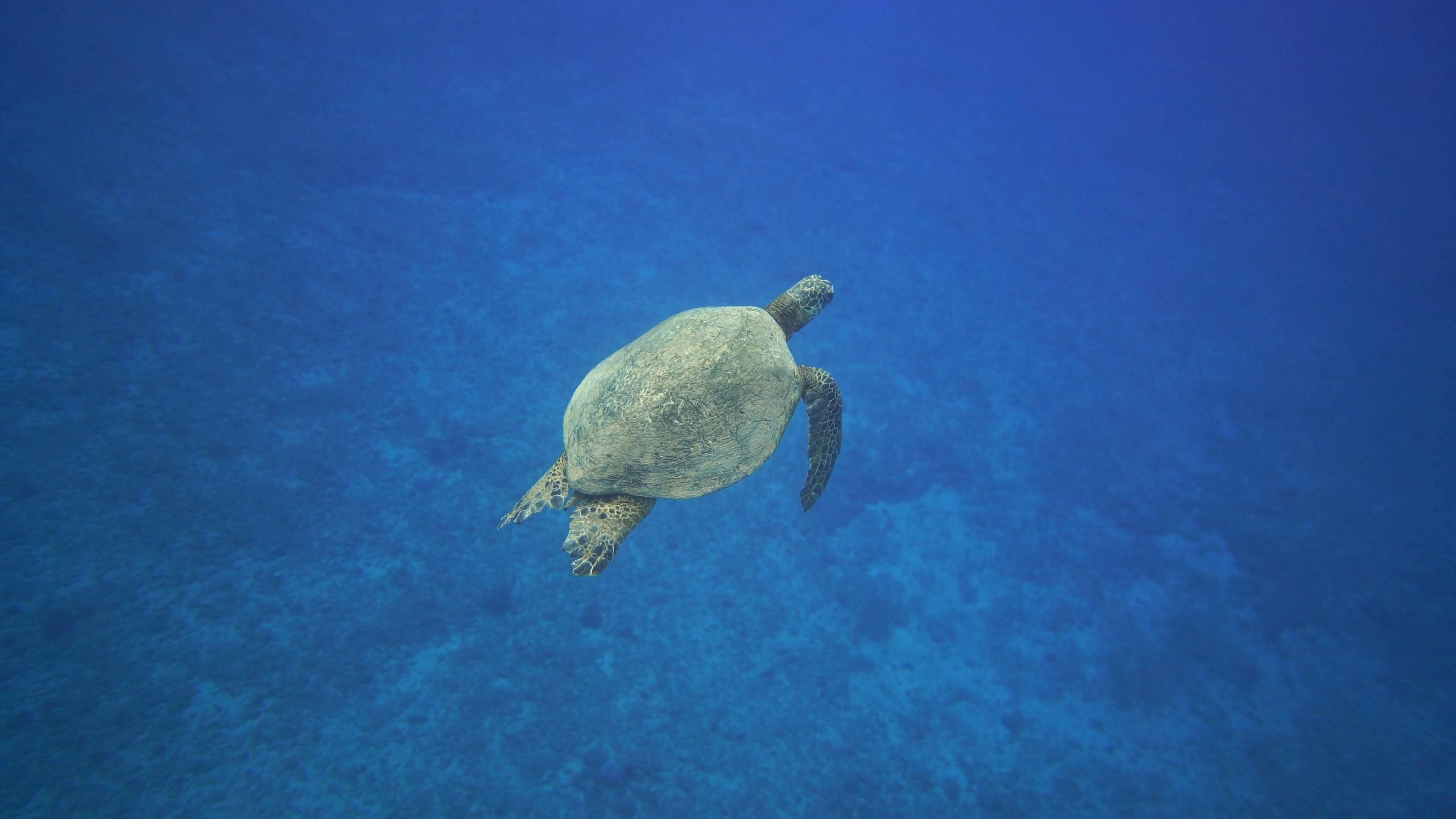 A Turtle Swimming Underwater · Free Stock Video