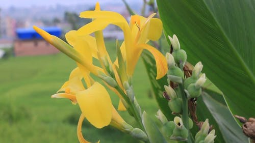 Close-Up View of a Yellow Flower