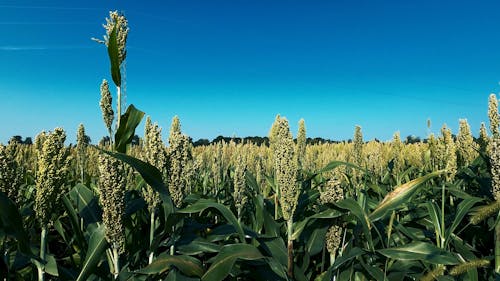 Corn Field During Daytime