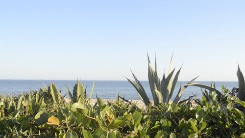 Video of the Ocean Behind Plants