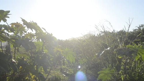 Video of Green Plants on a Sunny Day