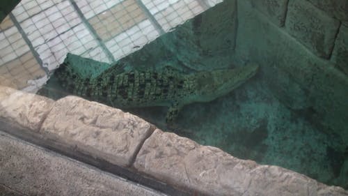Crocodile in breeding pen and walking ar, Stock Video