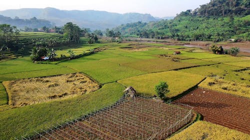 Drone Footage of Paddy Fields