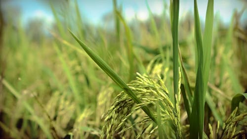 The Growing Grains Of A Rice Plant