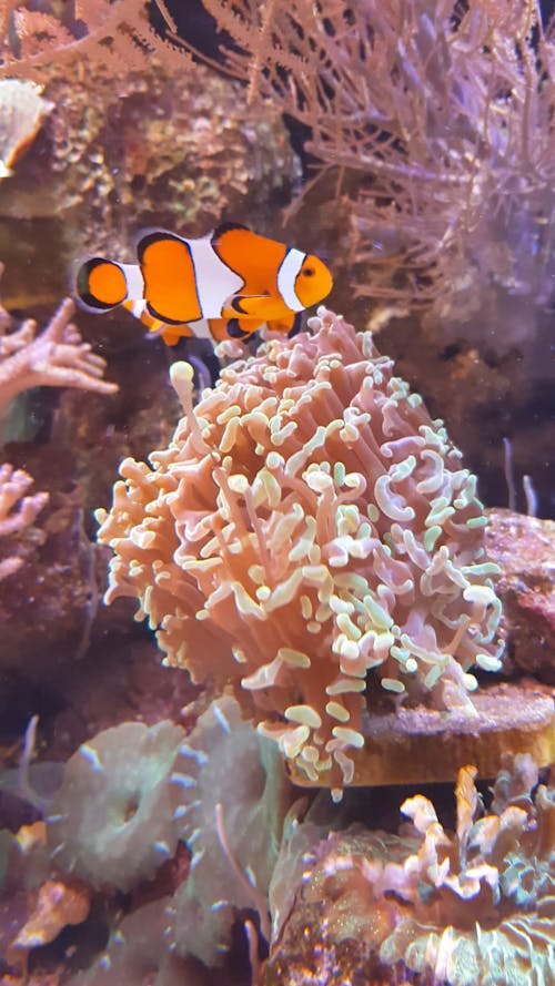 Swimming Clown Fish in the Aquarium