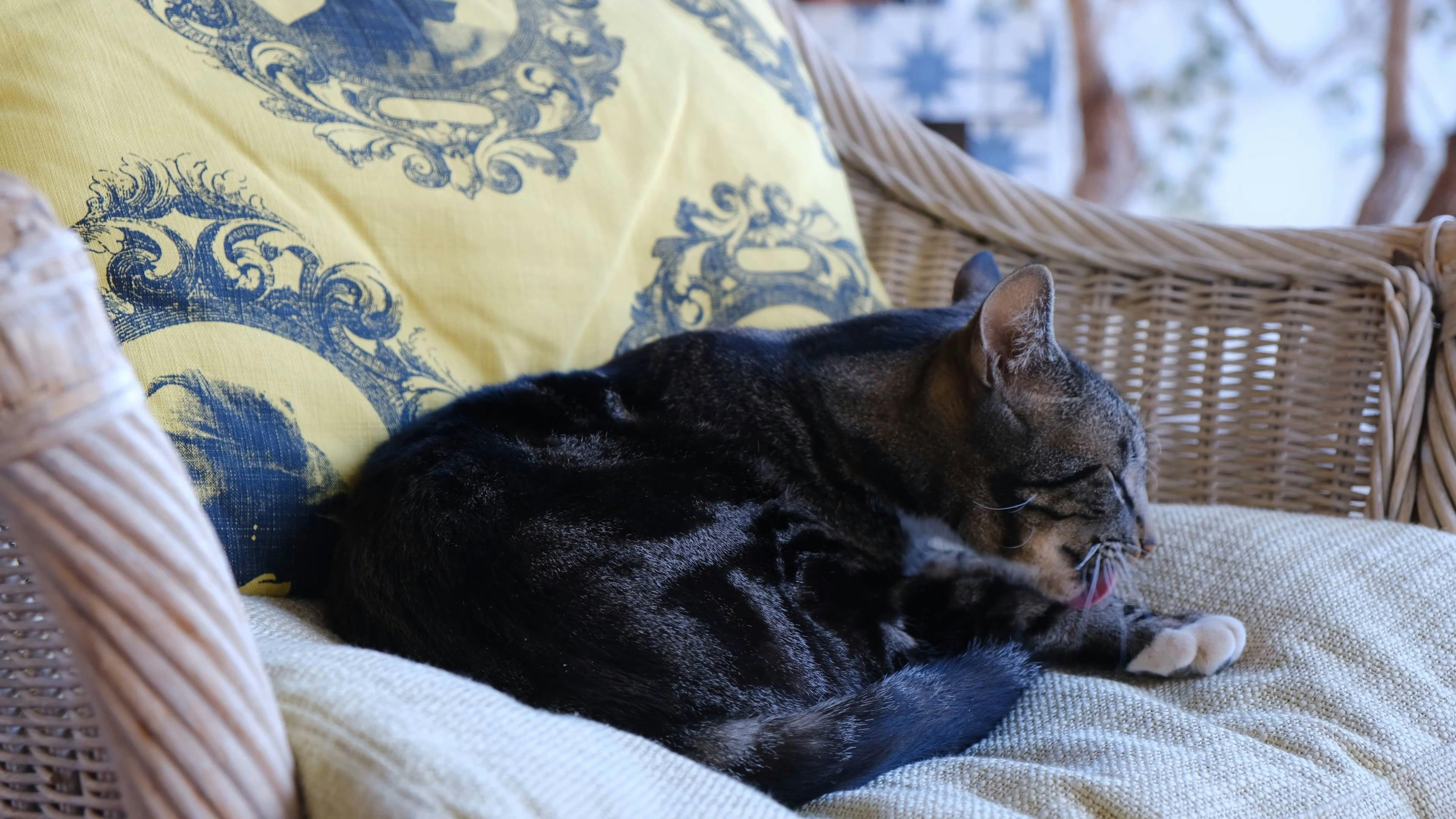 Footage of a Cat Licking Itself · Free Stock Video