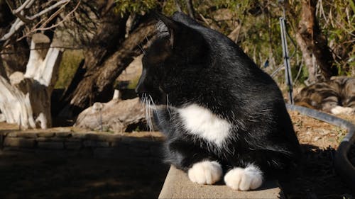 A Beautiful Black Cat Sitting on a fence