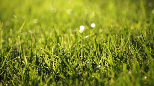 Macro Shot of Grass in the Park