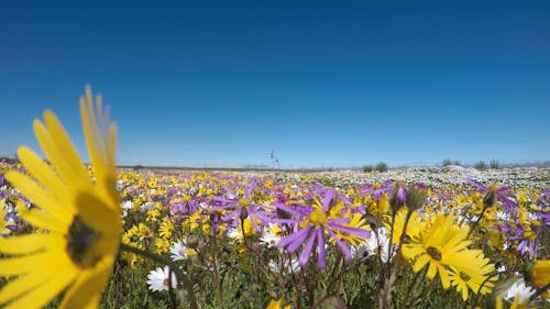 Beautiful Yellow and Purple Flower Field