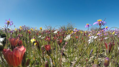 Exotic Flower Bed